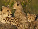Cheetahs  Upper Mara  Masai Mara Game Reserve  Kenya