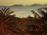 Sumac at Sunrise in the Mountains  Tennessee  USA