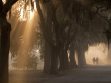 Boys Walking in Early Morning Fog at Bethesda  Savannah  Georgia  USA