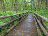 Maple Glade Trail Wooden Bridge  Quinault Rain Forest  Olympic National Park  Washington  USA