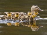 Mallard Duck and Chicks Near Kamloops  British Columbia  Canada