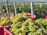 Harvesting Chardonnay Grapes in Huailai Rongchen Vineyard  Hebei Province  China