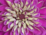 Chrysanthemum Flower