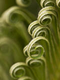 Close Up of Sago Palm in the Spring  Savannah  Georgia  USA