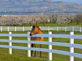 Horse Poses By Flathead Cherry Orchard Near Polson  Montana  USA