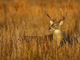 White-Tailed Deer in Grassland  Texas  USA