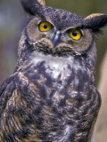 Great Horned Owl