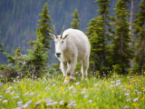 Mountain Goat in Wildflower Meadow  Logan Pass  Glacier National Park  Montana  USA