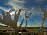Caribou Antlers on the Sandy Ground in the Northwest Territories  Canada