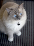 Ragdoll Cat