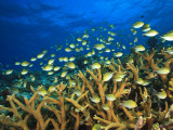 Schooling Damselfish  North Huvadhoo Atoll  Southern Maldives  Indian Ocean