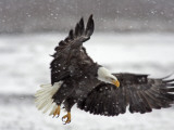 Bald Eagle Flies in Snowstorm  Chilkat Bald Eagle Preserve  Alaska  USA