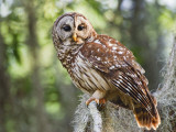 Barred Owl in Old Growth East Texas Forest With Spanish Moss  Caddo Lake  Texas  USA