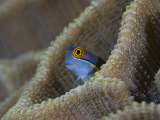 Blenny Fish Poking It's Head Out of Coral  Raja Ampat  Indonesia