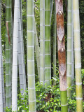 Bamboo at Shukkei-En Garden  Hiroshima  Japan