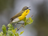 Yellow-Breasted Chat Singing on Breeding Territory  Central Texas  USA