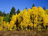Aspens in Fall  Rocky Mountain National Park  Colorado  USA