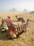 Resting Camels Gaze Across the Desert Sands of Giza  Cairo  Egypt
