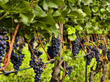 Close Up of Grapes at Hofkellerei Winery  Liechtenstein