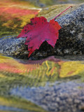 Red Maple Leaf on Rock in Swift River  White Mountain National Forest  New Hampshire  USA