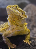 Bearded Dragon