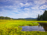 Bass Harbor Marsh in Acadia National Park  Maine  USA