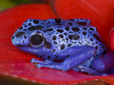 Poison Dart Frog on Red Leaf  Republic of Surinam