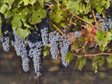 Close Up of Cabernet Sauvignon Grapes  Haras De Pirque Winery  Pirque  Maipo Valley  Chile
