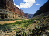 Looking Downriver From Nankoweap Canyon  Grand Canyon National Park  Arizona  USA