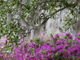 Azaleas and Live Oak Trees Draped in Spanish Moss  Middleton Place Plantation  South Carolina  USA