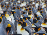King Penguin Colony  Gold Harbor  South Georgia Island