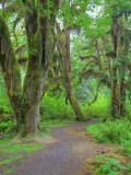 Hall of Mosses  Hoh Rain Forest  Olympic National Park  Washington  USA