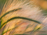 Foxtail Barley Backilt Near East Glacier  Montana  USA