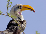 Profile of Yellow-Billed Hornbill Bird  Kenya