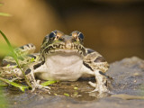 Leopard Frog Sunning By Pond  Central Texas  USA