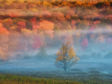 Misty Valley and Forest in Autumn  Davis  West Virginia  USA