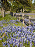 Lone Oak Tree Along Fence Line With Spring Bluebonnets  Texas  USA