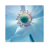 Japanese Anemone