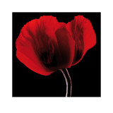 Rich Red Poppy