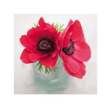 Red Anemones