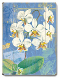 Natural Wonders-White Orchid