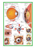 The Eye