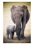 Elephant and Baby