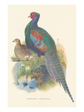 Pheasant Versicolor
