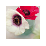 Red and White Anemones