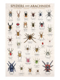 Spiders and Arachnids