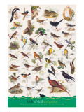 Birds of Fields and Gardens