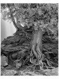 Gooseberry Tree Black and White