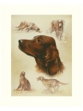 Irish Setter
