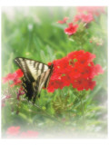 Swallowtail